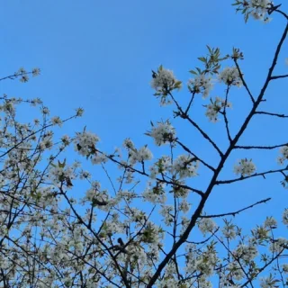 Idag har ett gäng från sysselsättningen varit på utflykt i Körsbärsdalen i Veberöd 🌳🌸