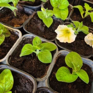 Det odlas på alla håll och kanter i sysselsättningen 🌱